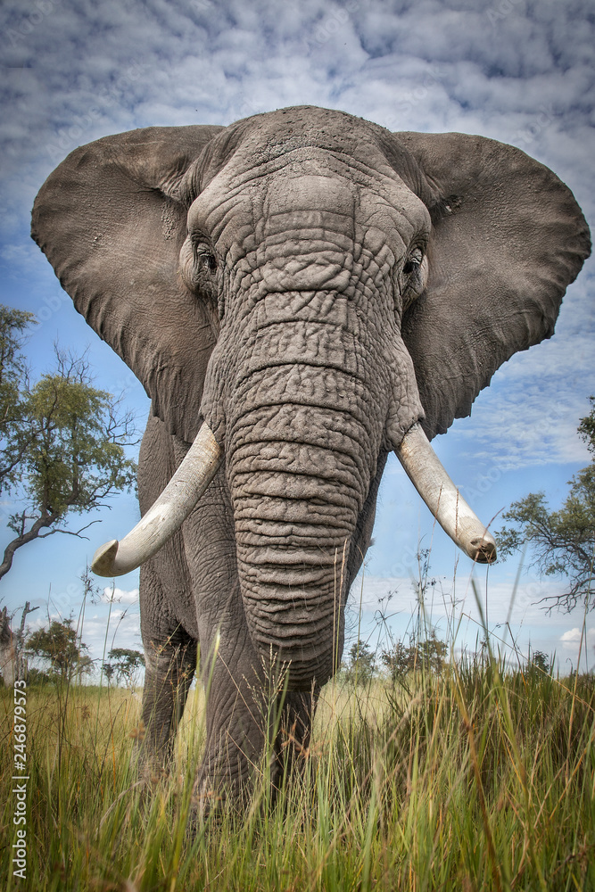 Naklejka premium Elephant Close Up spojrzeć w górę