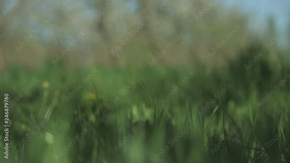 mysterious girl in a long white dress walks along the lush green grass . Blurred Background. Body parts mysterious girl in a long white dress walks along the lush green grass . Blurred Background. Body parts