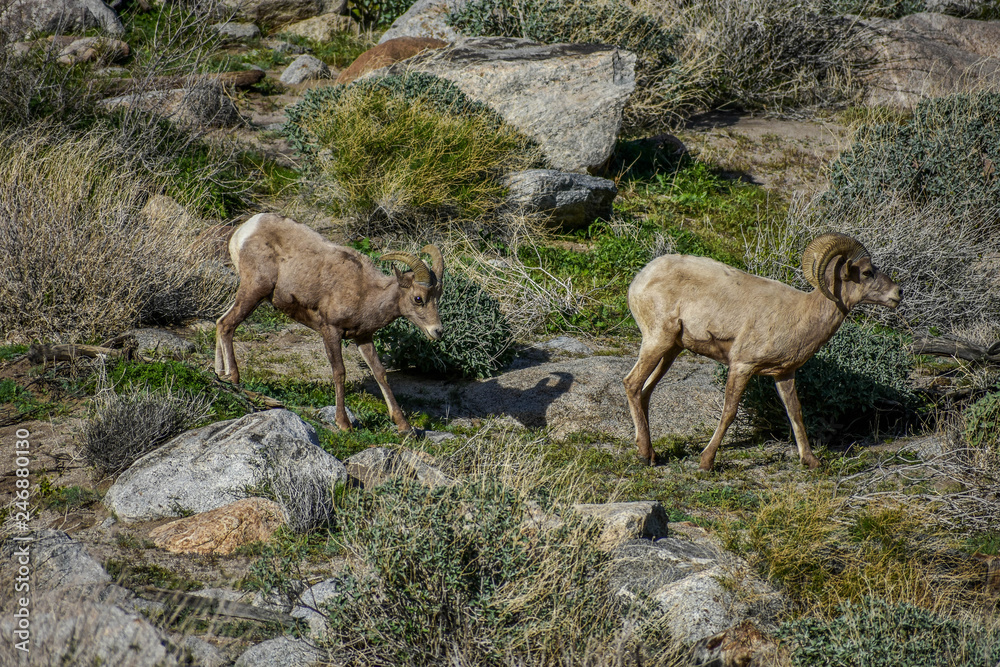 Naklejka premium Bighorn sheep in Desert