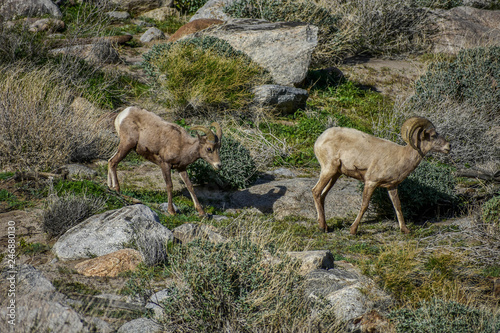 Bighorn sheep in Desert