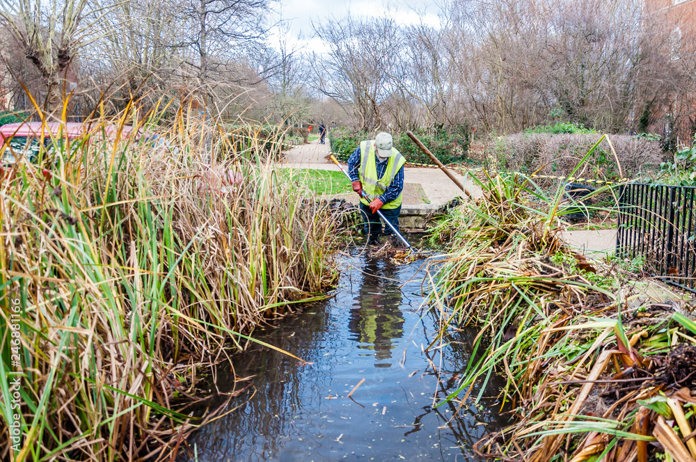 Conservation workers clear weeds in the pond, London,UK Conservation workers clear weeds in the pond, London,UK