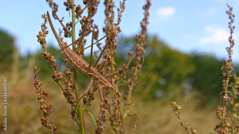 European predatory bush cricket (Saga pedo) Stock ビデオ | Adobe Stock