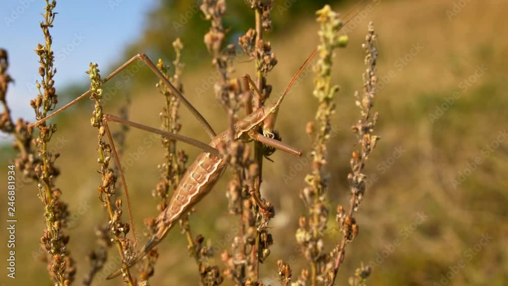 European predatory bush cricket (Saga pedo) European predatory bush cricket (Saga pedo)