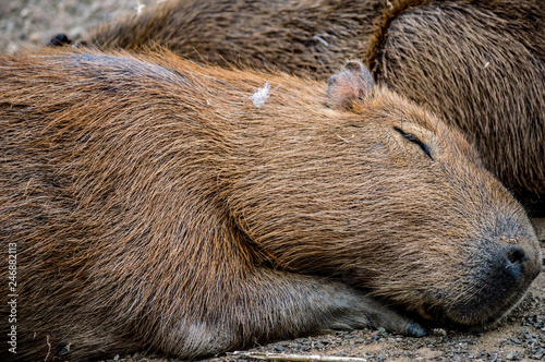 Wallpaper Mural capybara sleep Torontodigital.ca