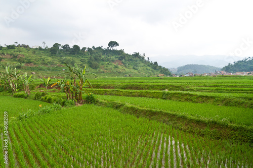 Young Paddy in Terrace