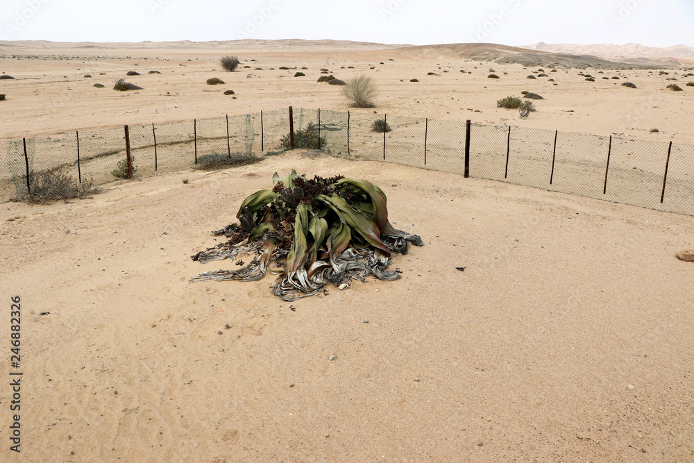 big female Welwitschie (Welwitschia mirabilis) - Namibia Africa big female Welwitschie (Welwitschia mirabilis) - Namibia Africa