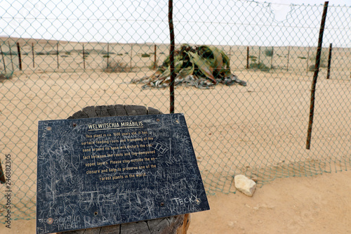 big female Welwitschie (Welwitschia mirabilis) - Namibia Africa photo