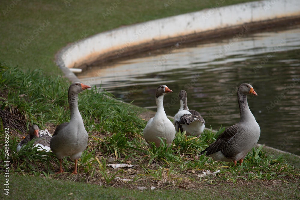 Obraz premium Patos Na beira do rio