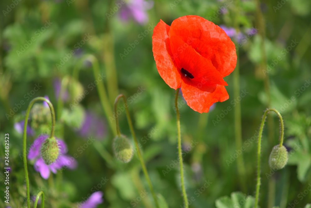 Obraz premium One red poppy in green grass.