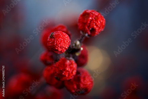 Dry red berries on blurred background