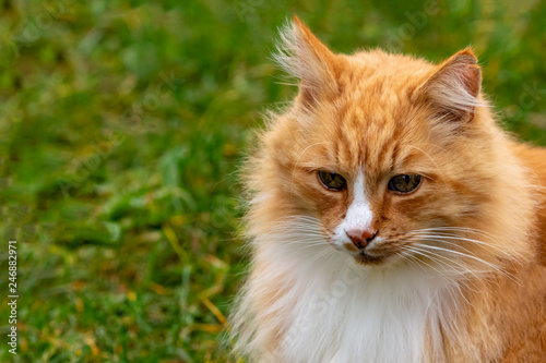 Pretty ginger and white adult cat listens carefully and amazed © CupOfSpring