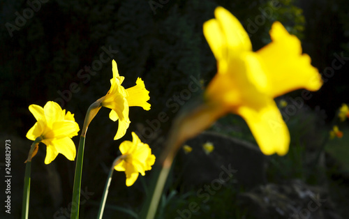 Daffodils, narcissus