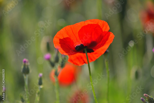 One red poppy in green grass.