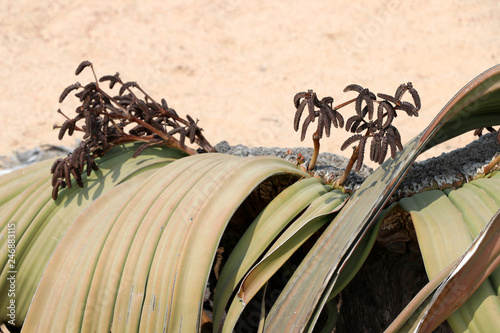 flowering of a male Welwitschie (Welwitschia mirabilis) - Namibia Africa photo