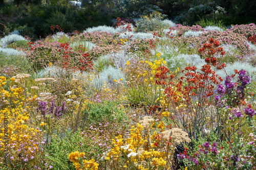 Flowers in many colors in Perth botanical garden with its collection of Western Australia