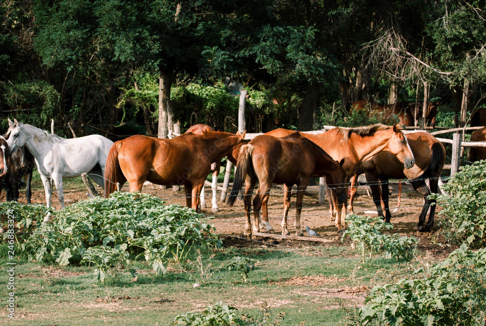 Horses grazing in field on horse farm Horses grazing in field on horse farm