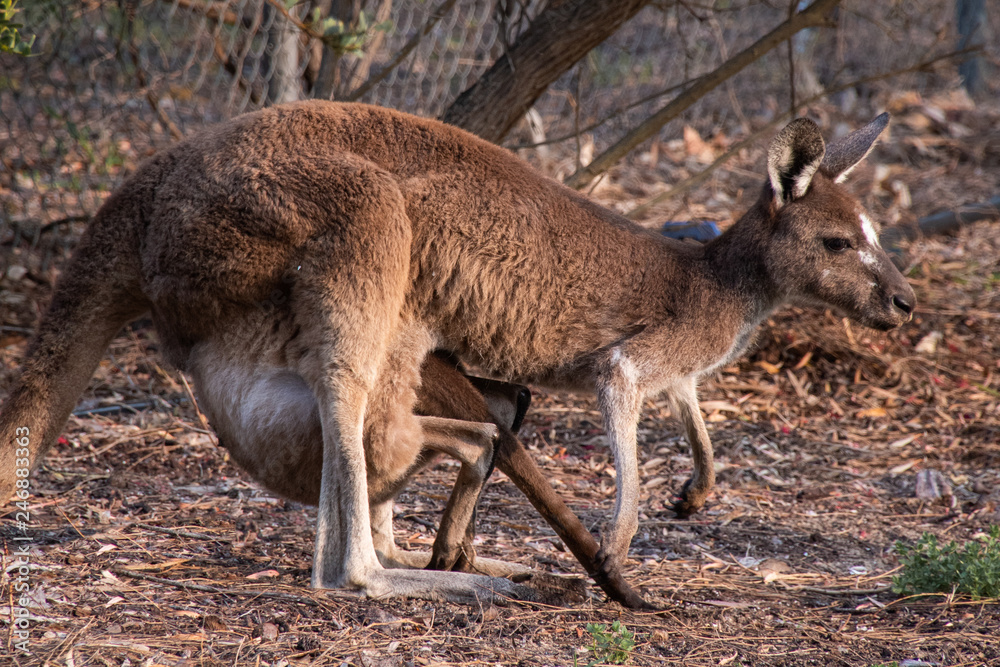 Kangaroo joey crawling back in mothers pouch in Western Australia Kangaroo joey crawling back in mothers pouch in Western Australia