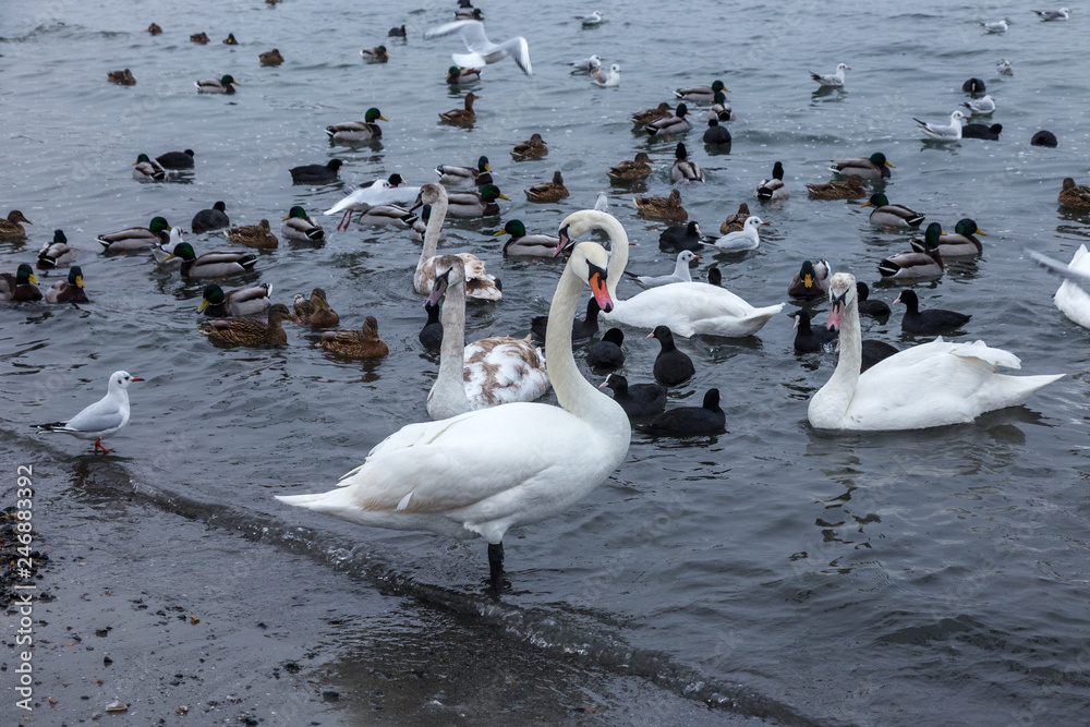 Many wild ducks and swans in the cold winter water of the bay ask people for food. Hungry wild gulls and swans compete for food in the winter in open water. Seabirds winter in the open sea bay Many wild ducks and swans in the cold winter water of the bay ask people for food. Hungry wild gulls and swans compete for food in the winter in open water. Seabirds winter in the open sea bay