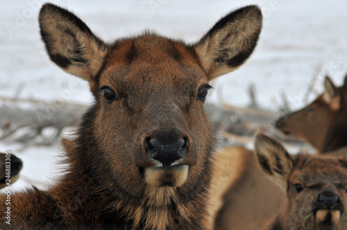 Cow elk, staring at you, close up, blurred background in winter.