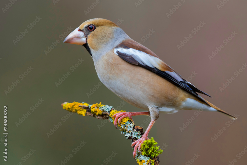Hawfinch (Coccothraustes coccothraustes) perched on a branch in the forest Hawfinch (Coccothraustes coccothraustes) perched on a branch in the forest