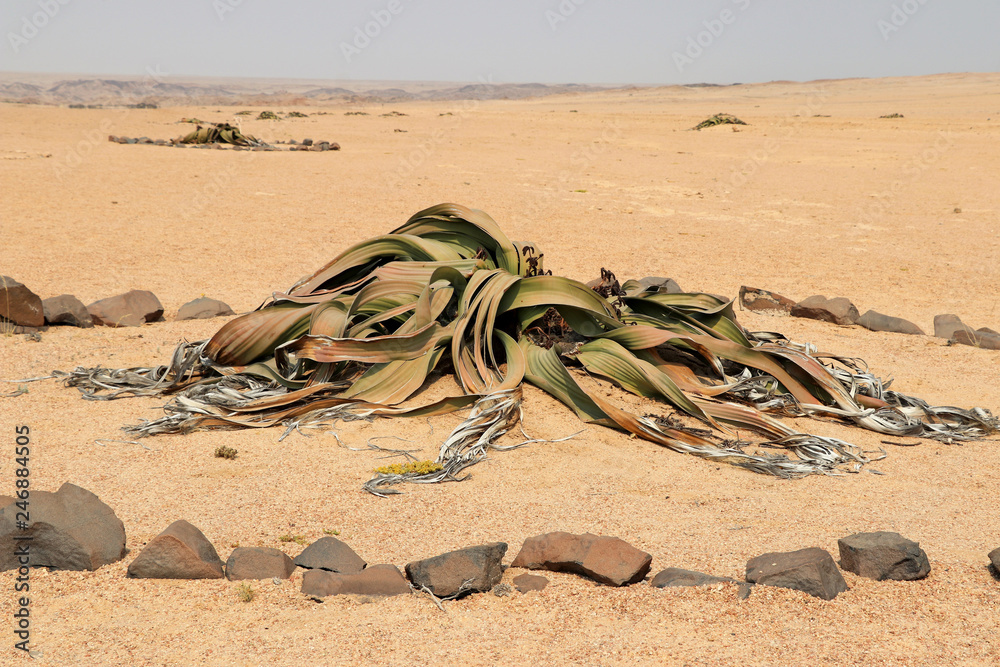 Obraz premium many Welwitschie (Welwitschia mirabilis) - Namibia Africa