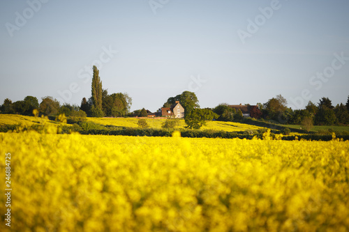 Village with rapeseed field