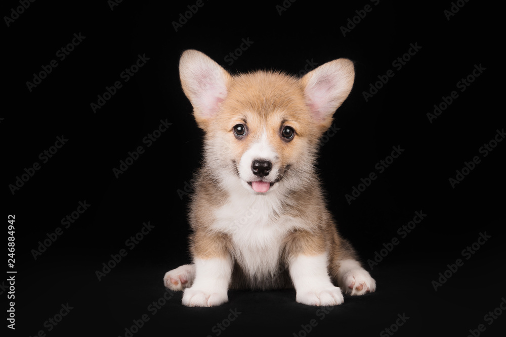 Corgi puppy in the studio