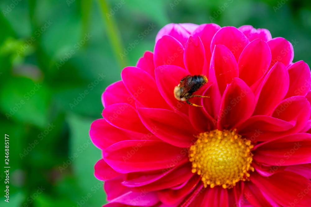 close up bee on a red dabhlia copyspace close up bee on a red dabhlia copyspace