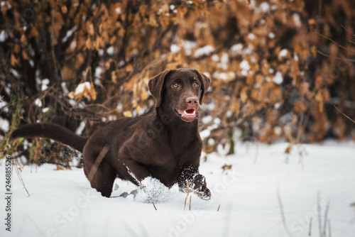 Funny running labrador