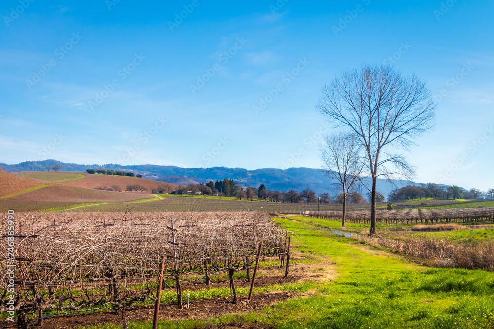 A winter vineyards in the Sonoma Valley. The vineyard spreads across the left side with hills rise up behind with a blue sky and wispy clouds. A large bare tree and stream are on the right.