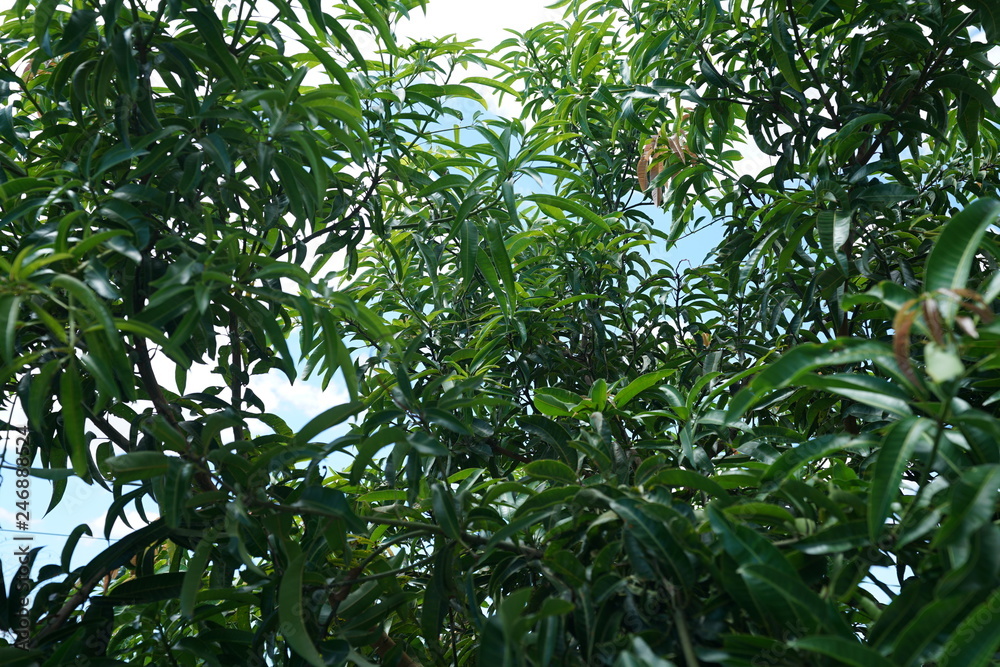 Lush tropical foliage background in rural Philippines Lush tropical foliage background in rural Philippines