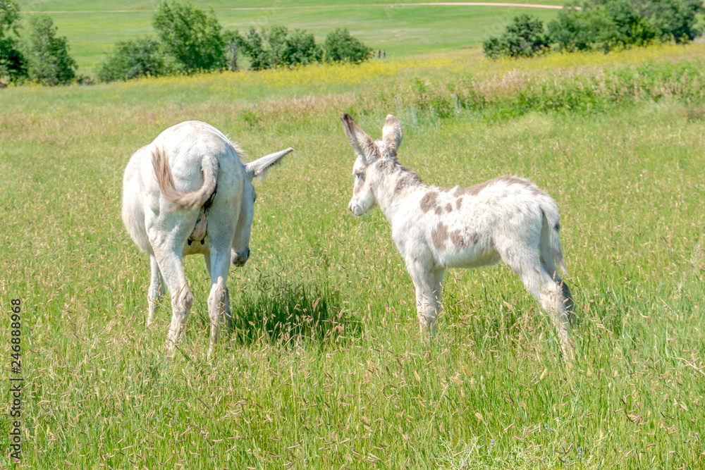 Donkeys Along the road at Custer State Park Donkeys Along the road at Custer State Park