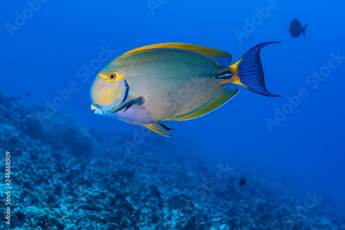 Fototapeta Naklejka Na Ścianę i Meble -  Tropical surgeon fish in blue water over reef