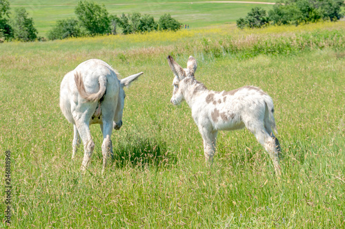 Donkeys Along the road at Custer State Park