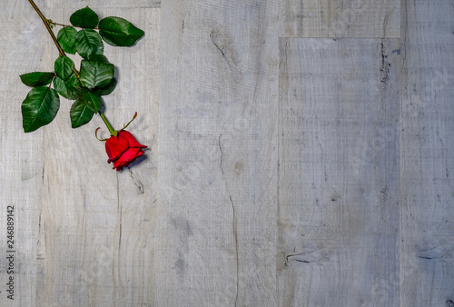 Red rose for Valantines Day.  Rose lying on a third on grey wooden background. photo