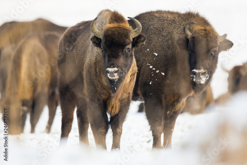 European bison - Bison bonasus in the Knyszyn Forest (Poland)