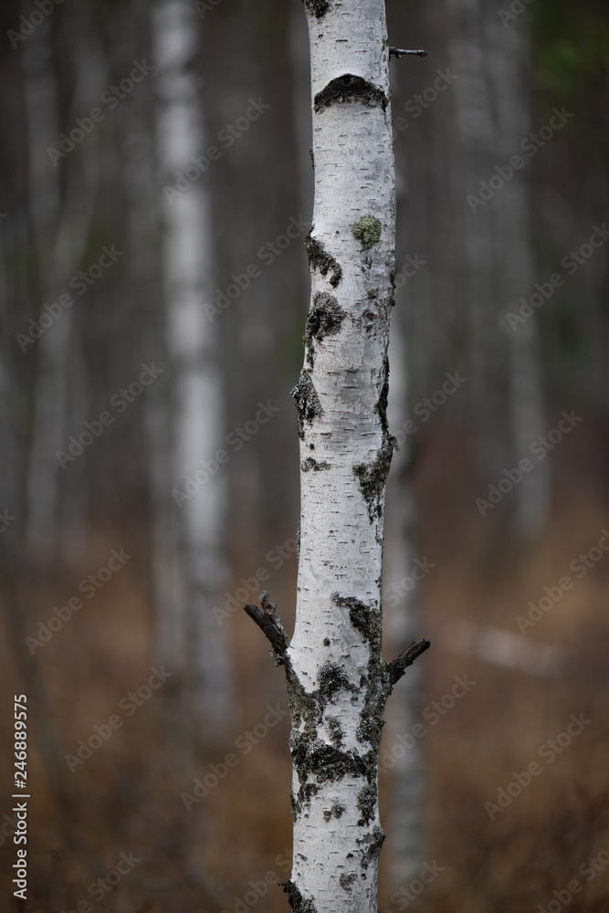 trunk of a birch tree