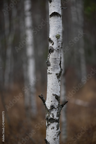trunk of a birch tree