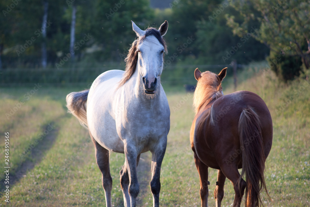 Obraz premium White and brown horse