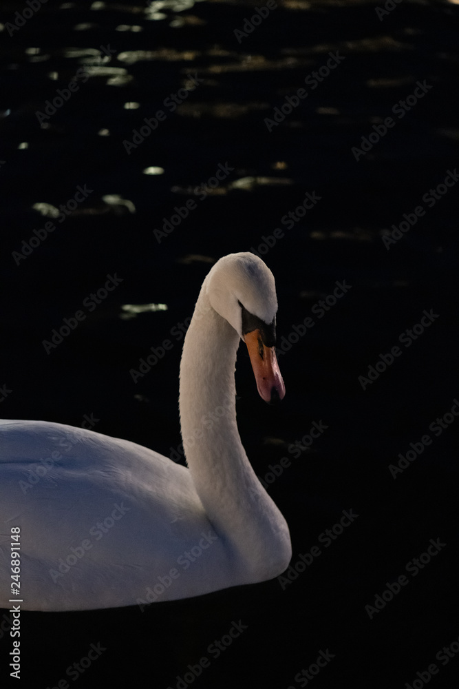 Fototapeta premium swan on the lake