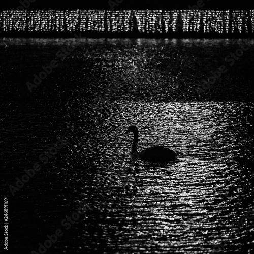 black swan swimming in cold waters at night