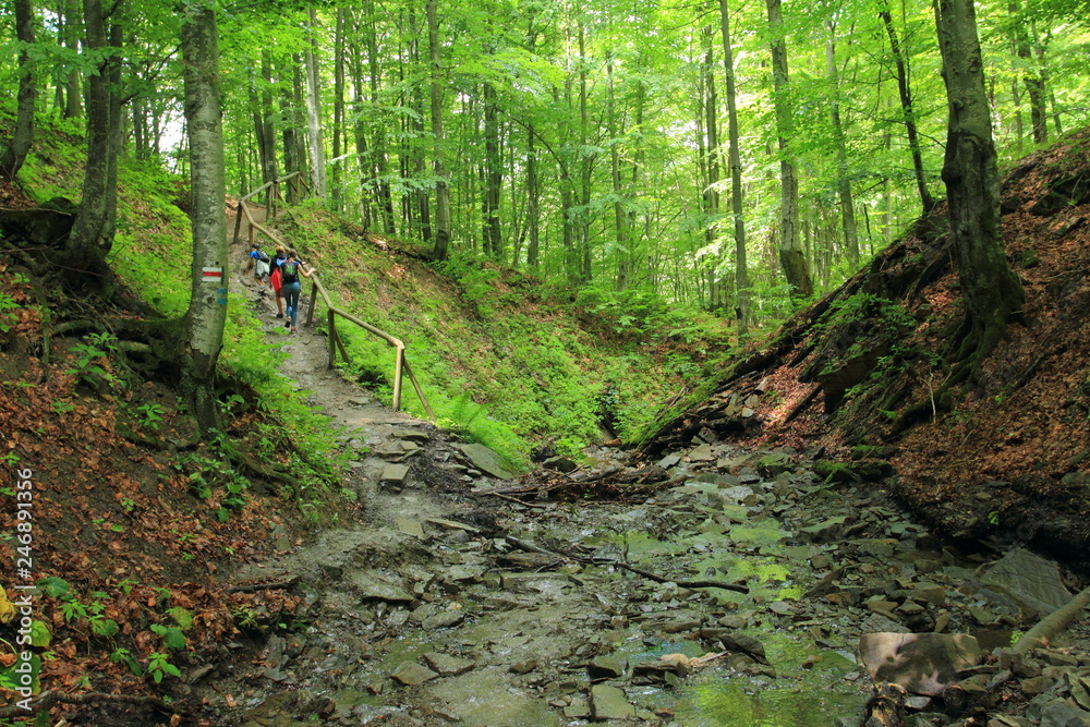 Obraz premium Wild forest and forest stream in Bieszczady Mountains, Poland