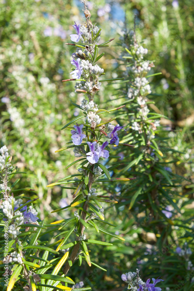 Rosemary winter flowered Rosemary winter flowered