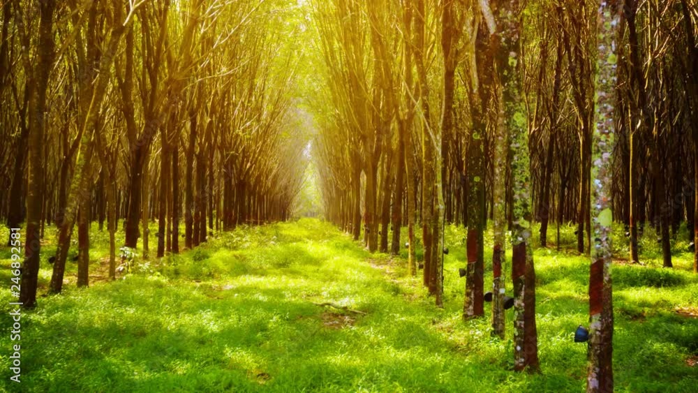 Symmetrical Rows of Rubber Trees in Perspective Symmetrical Rows of Rubber Trees in Perspective