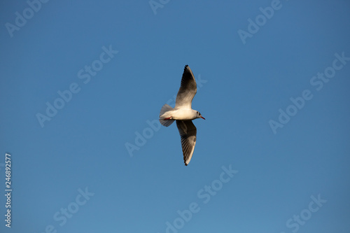 gull in flight