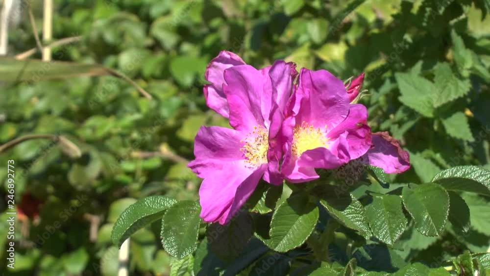 Beautiful red rose hip flower swinging in strong wind in summer Sunny day Beautiful red rose hip flower swinging in strong wind in summer Sunny day