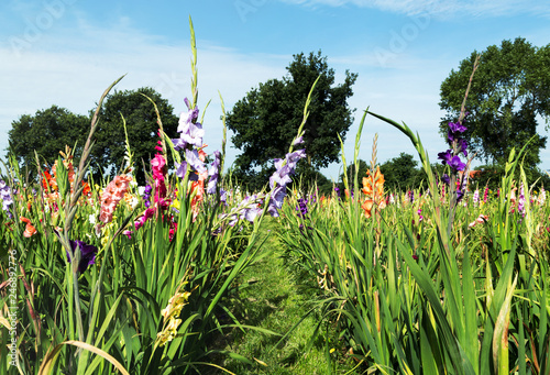 Fototapeta Naklejka Na Ścianę i Meble -  Blumenfeld mit Gladiolen als Schnittblumen im regionalen Direktverkauf, Selbstbedienung für den Verbraucher