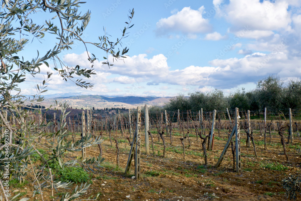 Obraz premium Chianti landscapes whit olive trees and vineyard