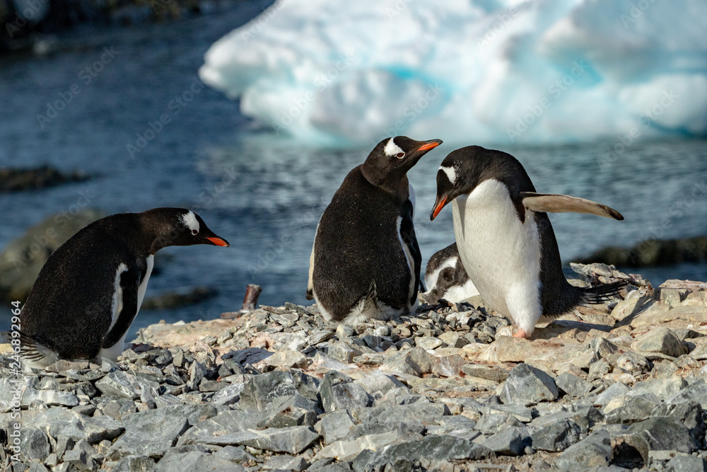 Fototapeta premium Gentoo Penguins on nests