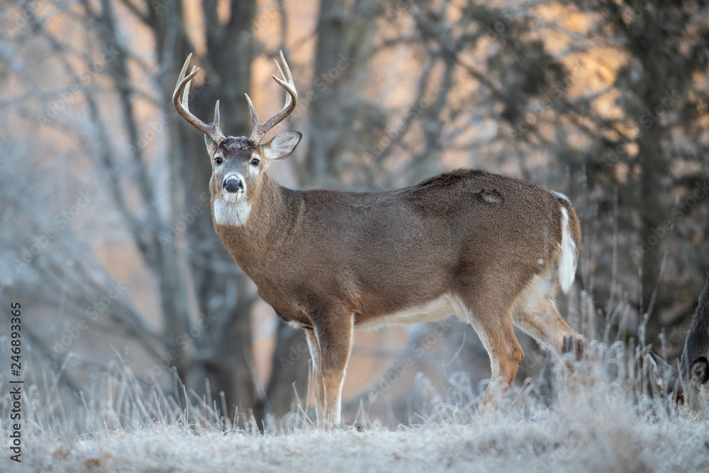 A large buck whitetail deer standing broadside. Stock Photo | Adobe Stock